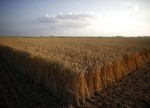 U.S. wheat futures down for 6th straight day, trade at 11-week low