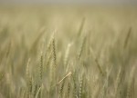 U.S. wheat futures slump to 11-week low amid demand concerns