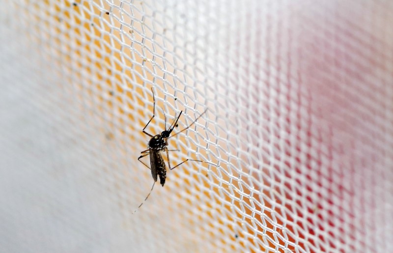 © Reuters. Google dice que sus ingenieros trabajan con UNICEF para mapear el Zika