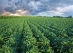 Grain futures - weekly outlook: January 26 - 30