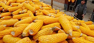 Grain futures lower with U.S. crop prospects in focus