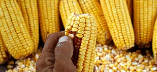 Corn