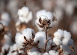 Soft futures; ICE cotton falls to 20-month low before turning higher
