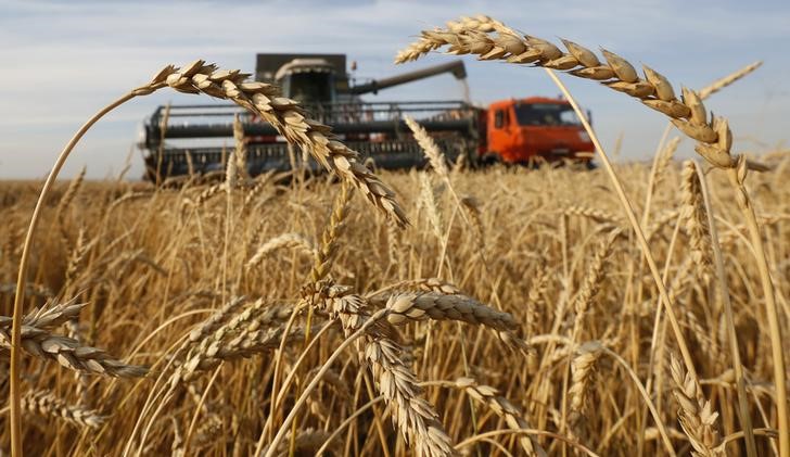 © Reuters. تجار: الجزائر تشتري 200 ألف طن من القمح الصلد