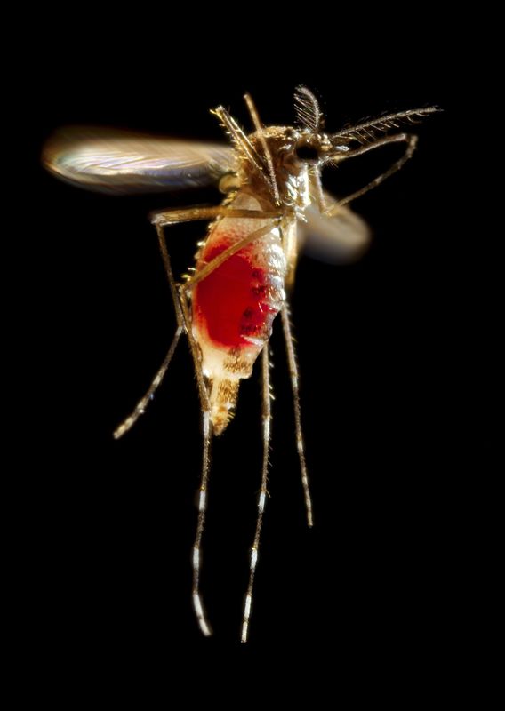 © Reuters.  Aedes aegypti mosquito flies after feeding